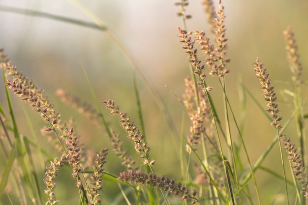 Onkruidbloem, gouden baardgras