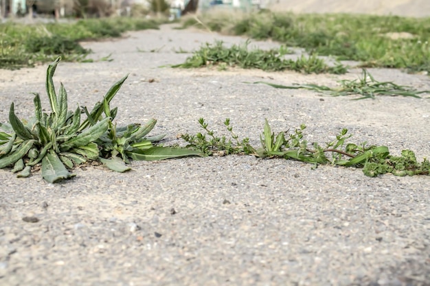 Onkruidplant groeit door asfalt Vernieling van het wegdek