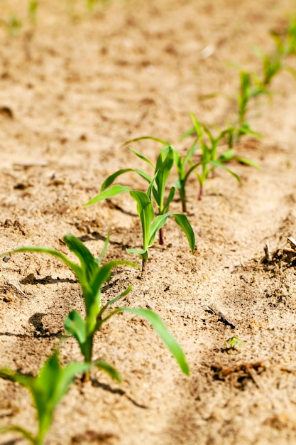 Onlangs verschenen spruiten van maïs. landbouw, kleine scherptediepte