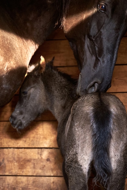 生まれた子馬だけが思いやりのある牝馬によって保護されています