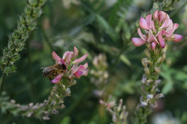 Photo onobrychis viciifolia flowers with a bee