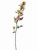 Photo ononis spinosa or spiny restharrow is used in traditional russian herbal medicine