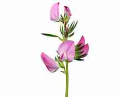 Photo ononis spinosa or spiny restharrow is used in traditional russian herbal medicine