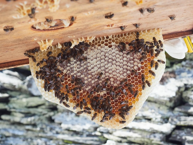 Onregelmatig honingframe in de vorm van een driehoek die van nature in de bijenkorf is gevormd met enkele open zeshoekige cellen gevuld met honing en andere door de bijen gesloten met was