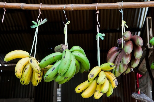 Onrijpe bananen en ruwe banaan die op bamboe hangen