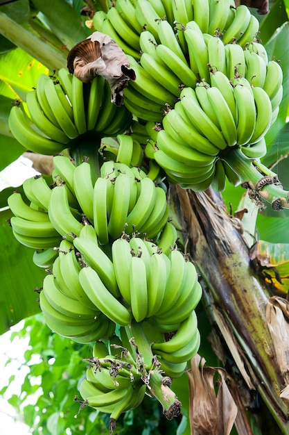 Onrijpe bananen in de jungle op bananenboom