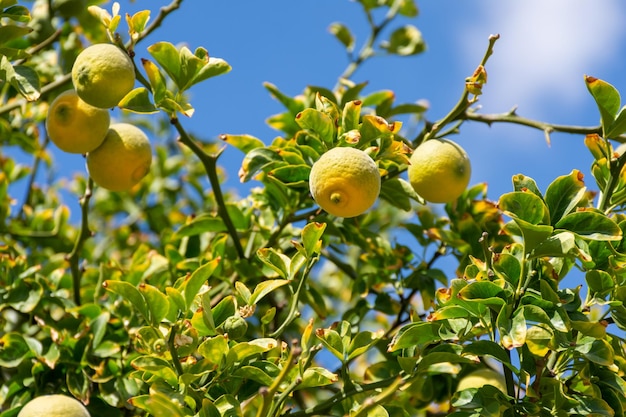 Onrijpe citroenvruchten op een mooie achtergrond van groene takken
