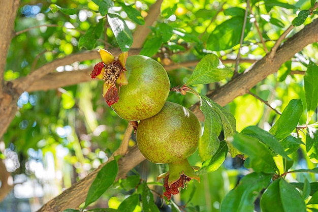 Onrijpe granaatappels op een tak