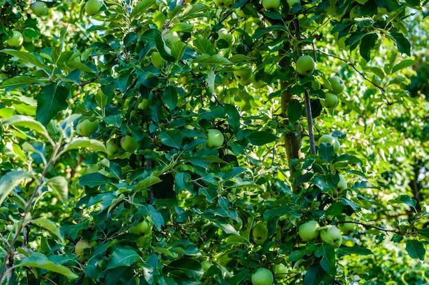 Onrijpe groene appels op een takken van de appelboom