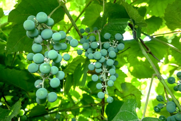 Onrijpe groene druiven op struik en wijnstok op zonnige dag op wijngaard. Detailopname. Buitenshuis.