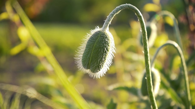 Onrijpe groene klaprozen hoofden Papaver bloemen close-up Teelt van verboden planten in de tuin Natuurlijke drug