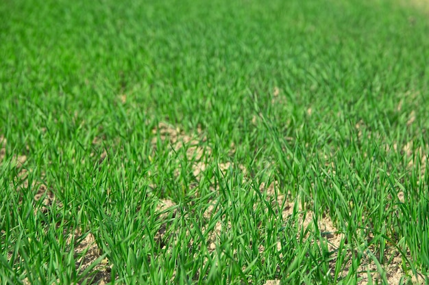 onrijpe groene oren van wintertarwe die in het veld groeien