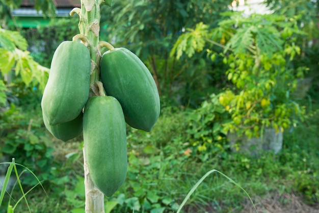 Onrijpe groene papaja die van een papajaboom hangt. Papajaboom en bos van vruchten.