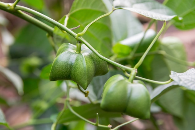 Onrijpe groene sacha Inchi opknoping van een sacha inchi boom