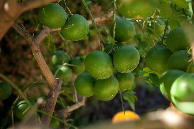 Foto onrijpe groene sinaasappels op de boom close-up