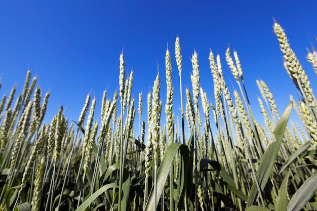 onrijpe groene tarweoren