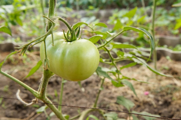 Onrijpe groene tomaat groeit op struik in de tuin Tomatenstruik in een kas met een groene vrucht