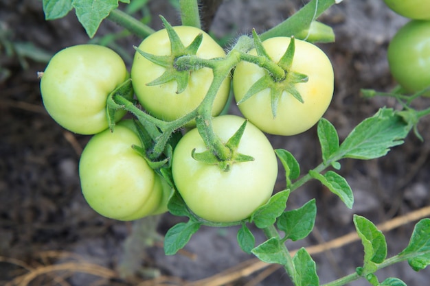 Onrijpe groene tomaten die op het tuinbed groeien.