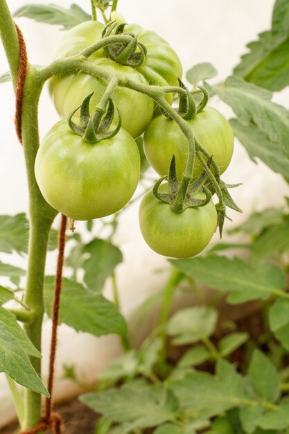 Onrijpe groene tomaten groeien op het tuinbed. Tomaten in de kas met de groene vruchten. De groene tomaten op een tak.