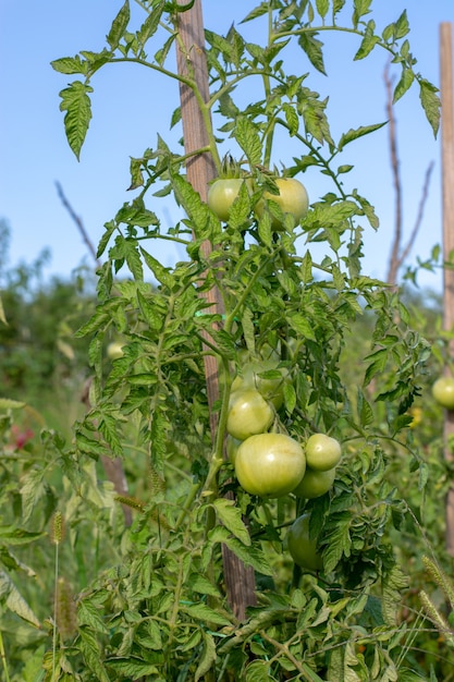 Onrijpe groene tomaten groeien op het tuinbed Tomaten in de kas