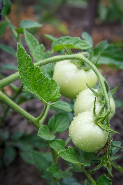 Onrijpe groene tomaten groeien op struik in de tuin Teelt van tomaten in een kas