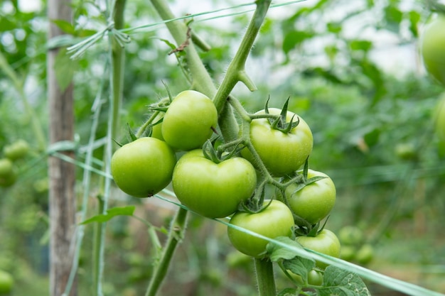 Onrijpe groene tomaten in de kas Landbouw en landbouwconcept