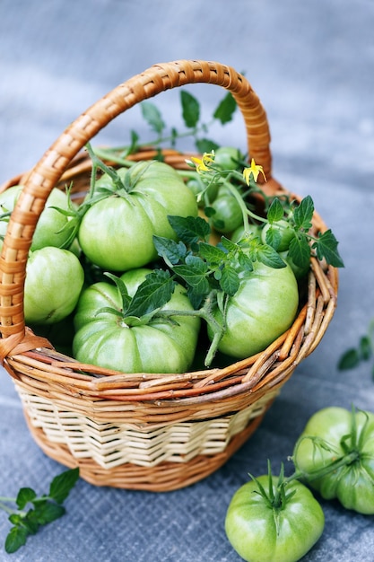 Onrijpe, groene tomaten in een klein mandje