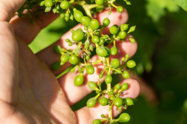 Onrijpe, groene tros jonge druiven in wijngaardtuin ter beschikking