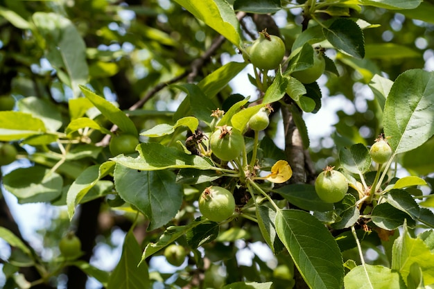 Onrijpe groene vruchten op appelboom in tuin