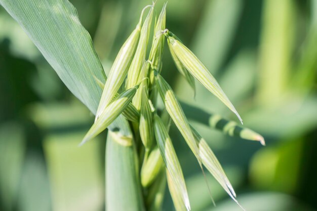 Onrijpe haver oogst groen veld