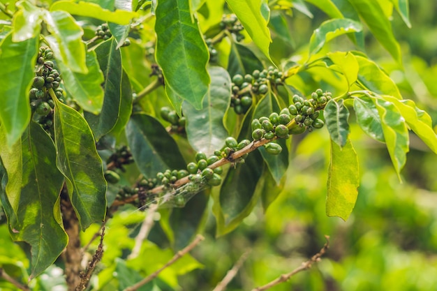 Onrijpe koffiebonen op stam in de plantage van Vietnam