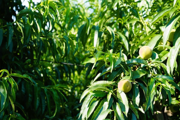 Onrijpe perzikboom