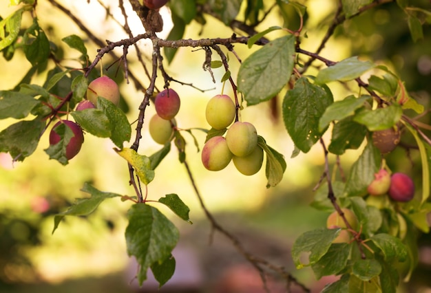 Onrijpe pruimen aan een boom in de tuin