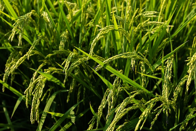 Onrijpe rijstplant groeit in een Japans veld.