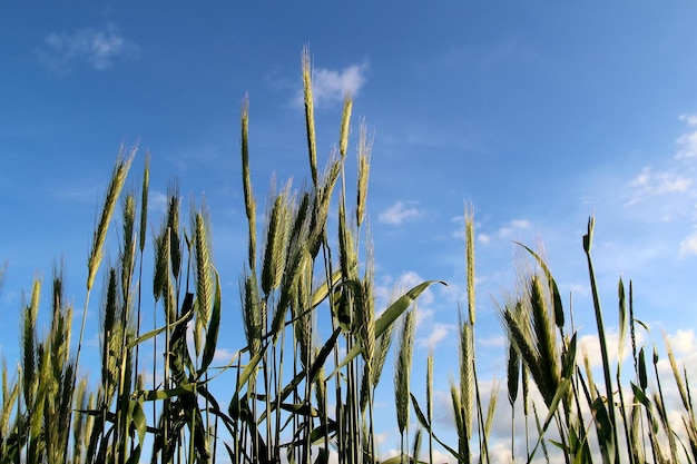 Onrijpe tarweoren groeien onder de blauwe lucht