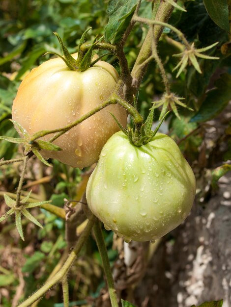 onrijpe tomaten