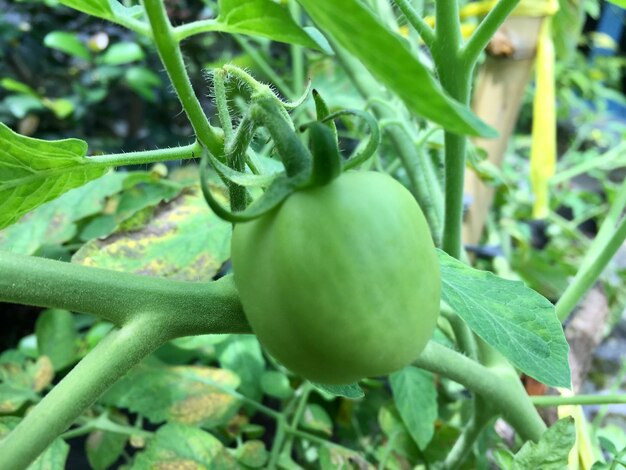 Onrijpe tomatenplanten die in de huistuin groeien. Verse natuurlijke groene tomaten op een tak in or