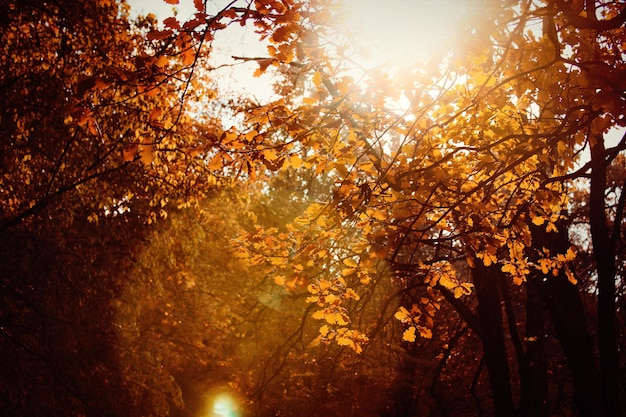 Onscherp in de herfstzonlichten