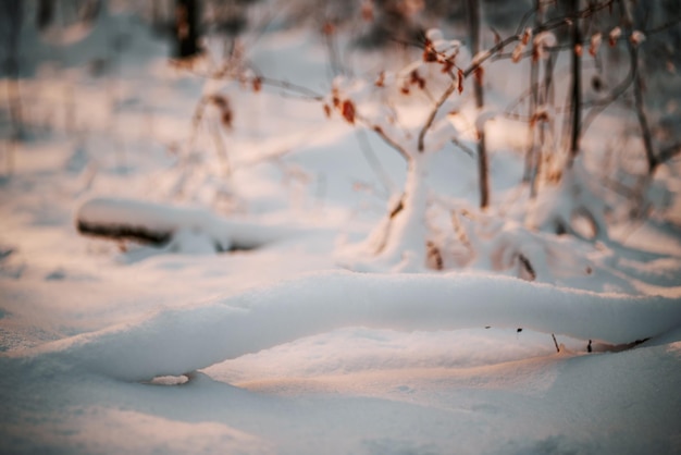 Onscherpe achtergrond met bokeh van het winterbos tijdens een zonnige dag