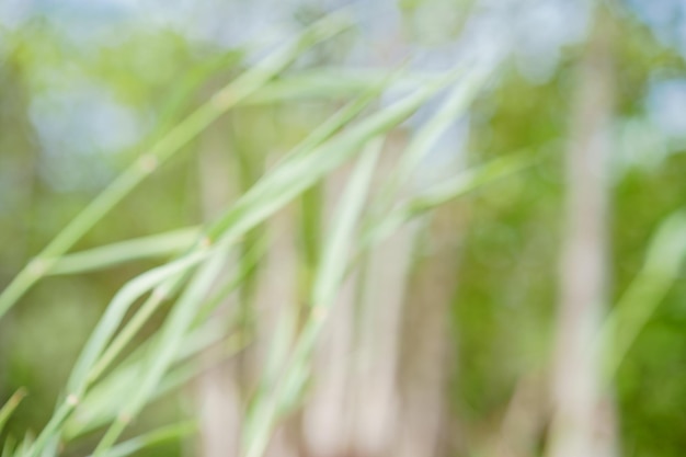 Onscherpe achtergrond van groen gras voor boomfolliage in zomerpark Foto van hoge kwaliteit