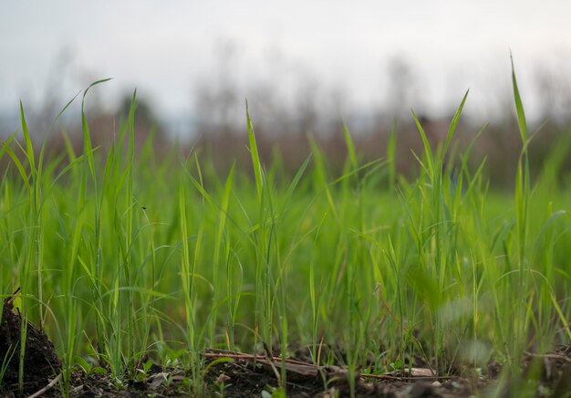 Onscherpte van gras