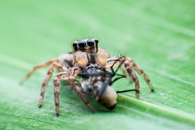 Ontbijt met springspinnen