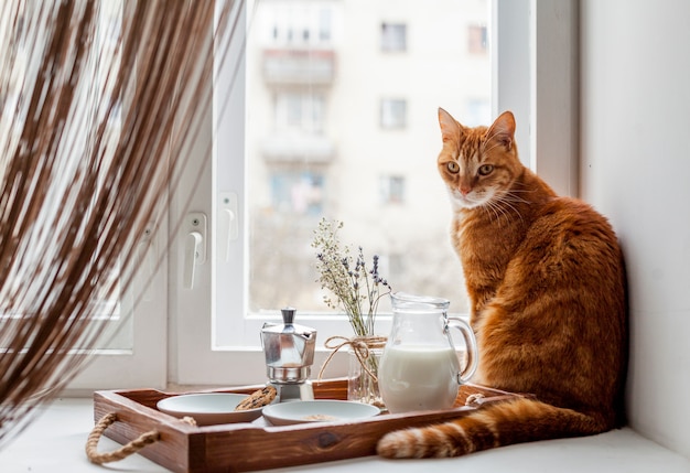 Ontbijtdienblad met een kat