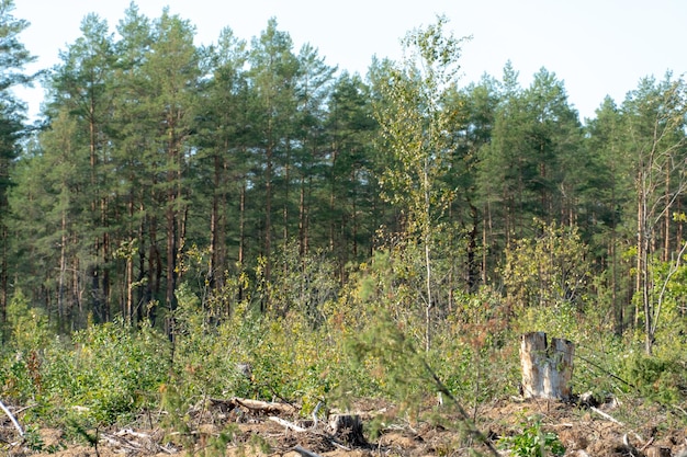 Ontbossing Een leeg veld in een bos zonder bomen en veel stronken Schade aan het milieu Hernieuwbare hulpbronnen Verkoop van hout