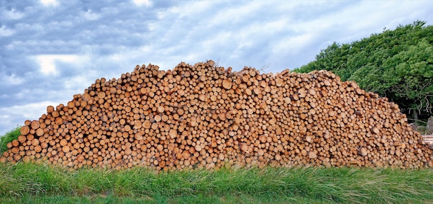 Ontbossing in het bos boomstammen hoog gestapeld in een bos met een bewolkte blauwe hemelachtergrond rustiek landschap met gehakt en gezaagd brandhout en houtmateriaal verzameld voor de houtindustrie