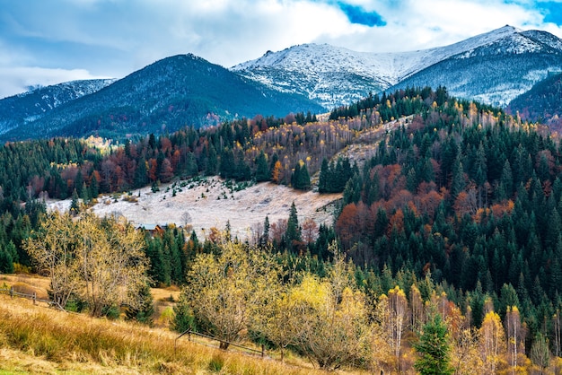 Ontbossing in Karpatenbossen in een heerlijk warme herfst