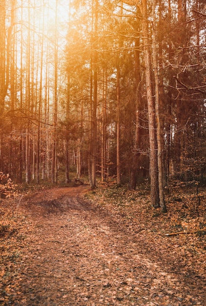 Ontbossingsramp in de Europese bossen Bos vernietigd tijdens storm