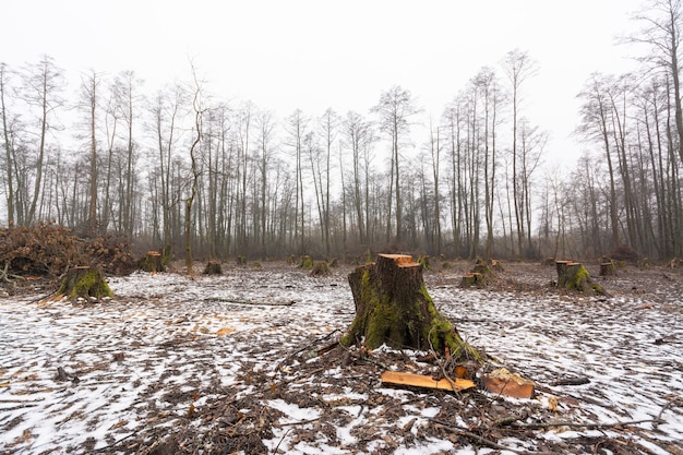 Ontbost bosgebied in de winter