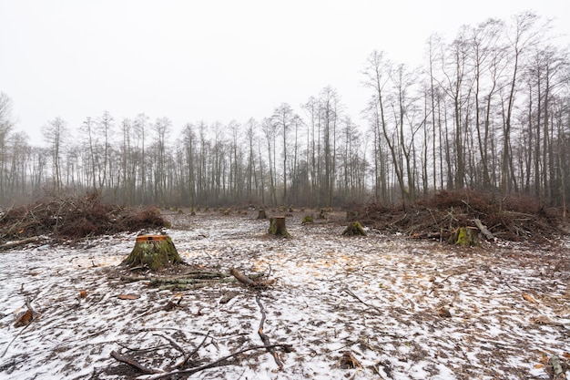 Ontbost bosgebied in de winter