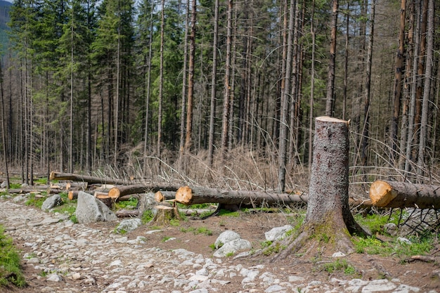 Ontbost gebied in een bos met gekapte bomen in Tatra, Polen